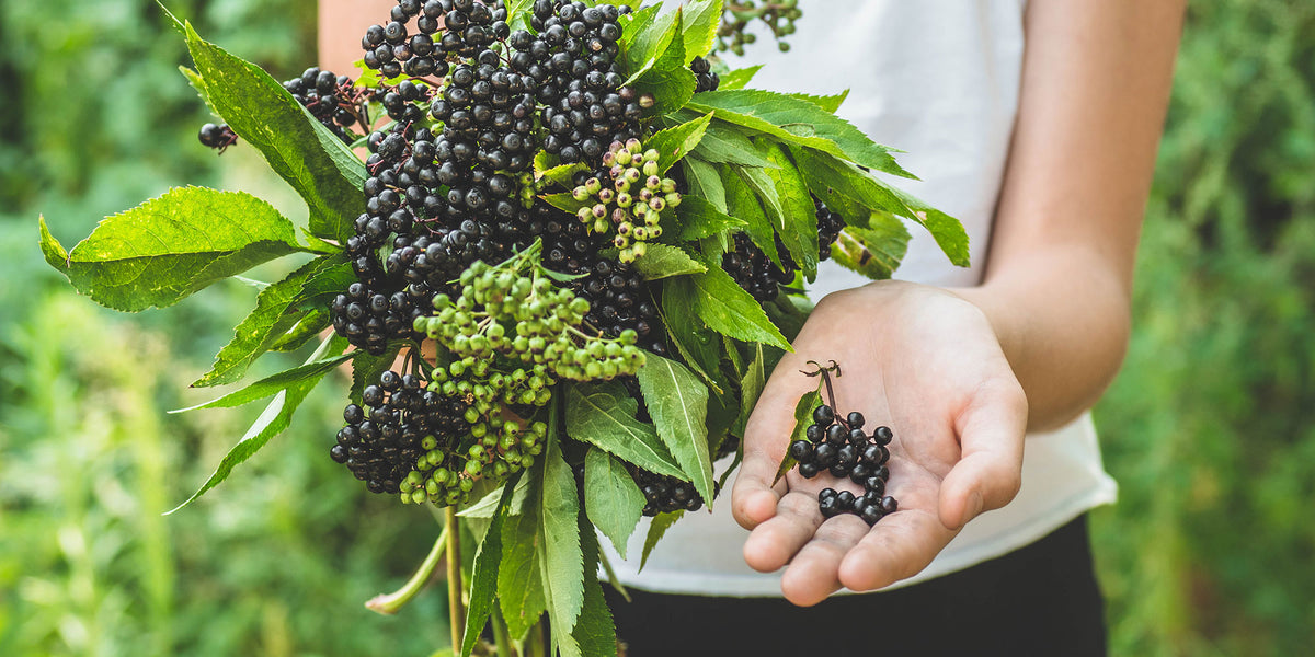 Elderberry Benefits: Everything You Need to Know