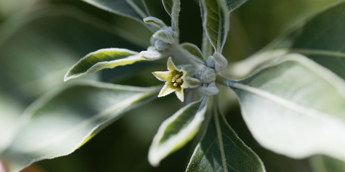 Flower of an Ashwagandha plant 