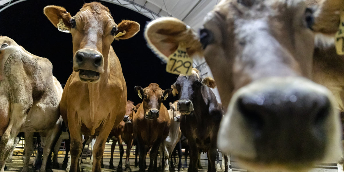 The Story of Redmond Heritage Farms