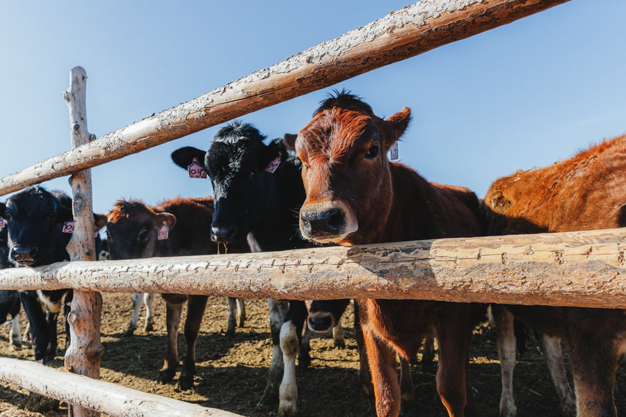 A New Chapter for Raw Milk in Utah
